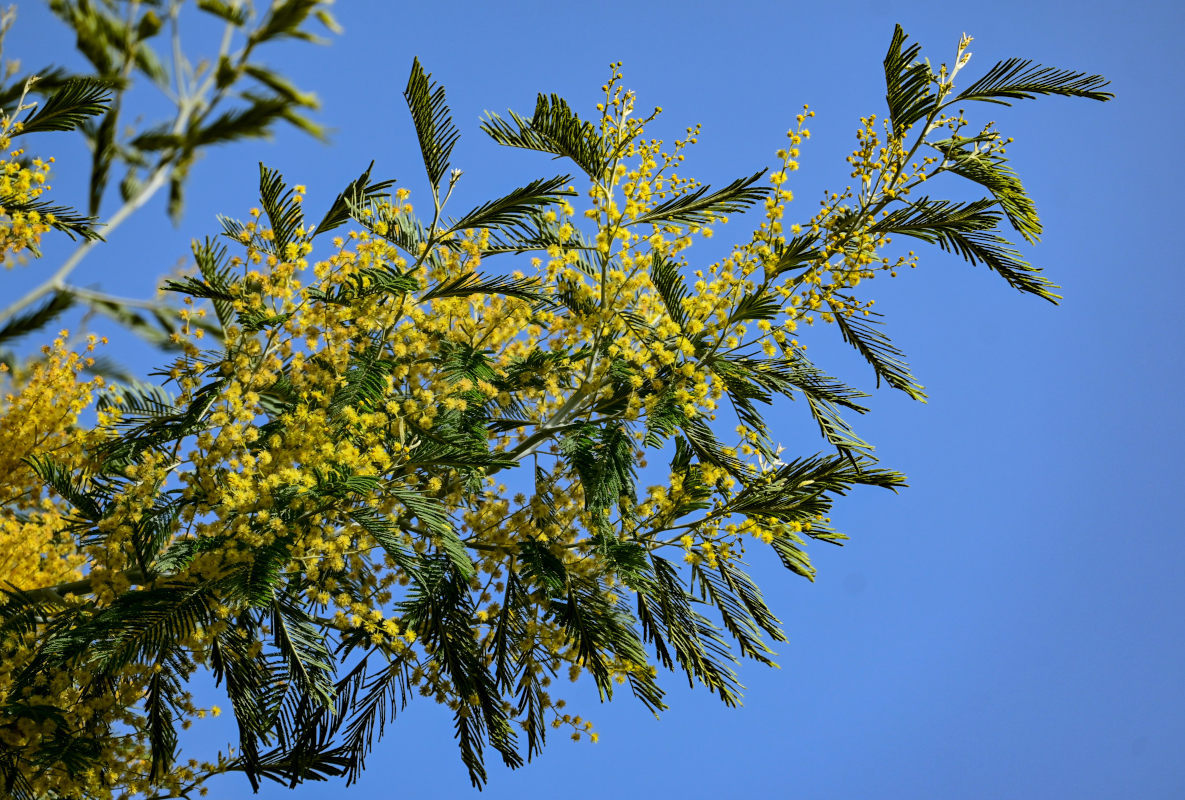Изображение особи Acacia dealbata.