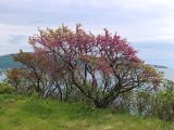 Cercis siliquastrum