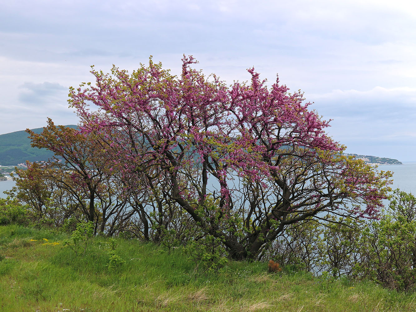 Image of Cercis siliquastrum specimen.
