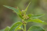 genus Vincetoxicum. Верхушка цветущего растения. Ростовская обл., Усть-Донецкий р-н, окр. станицы Раздорская, степной склон. 09.05.2025.