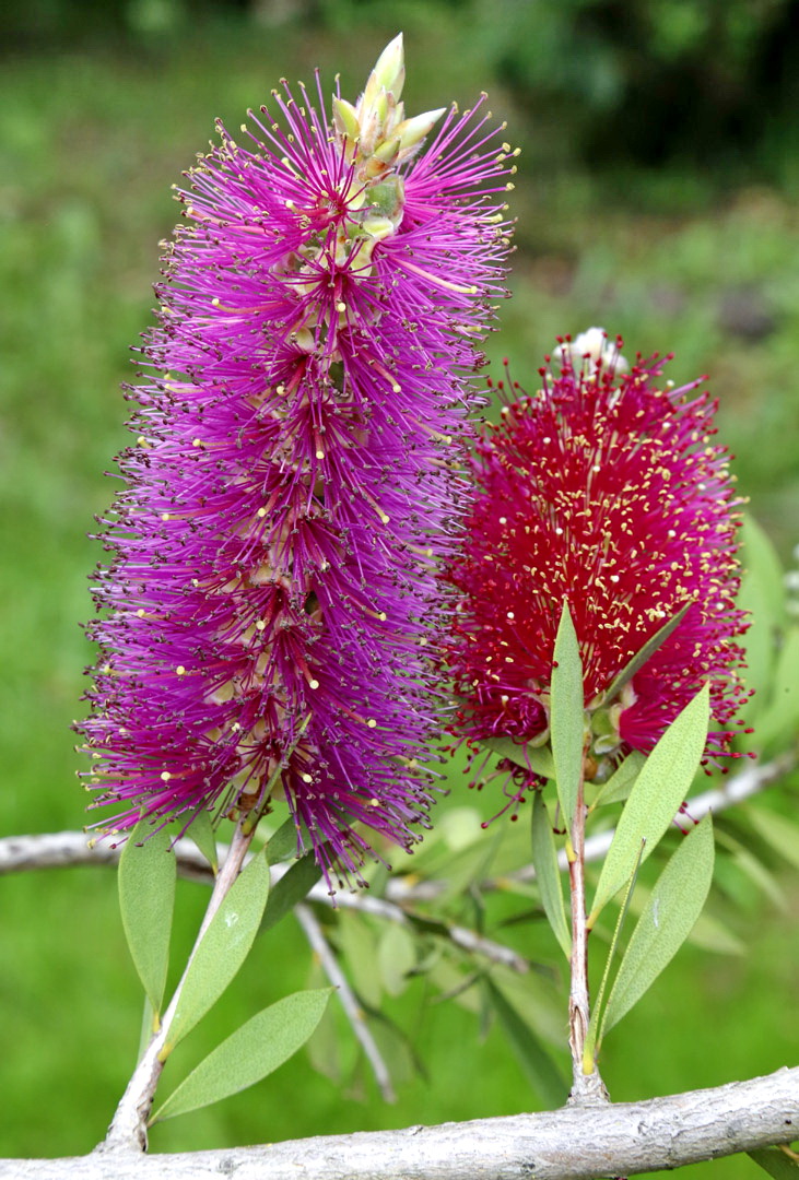 Image of Callistemon citrinus specimen.