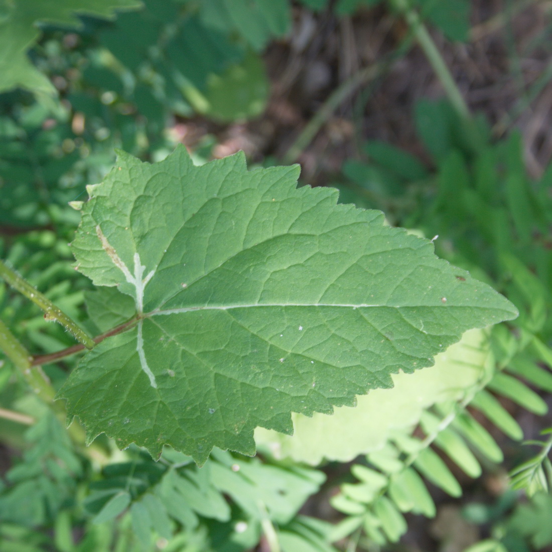 Image of Campanula trachelium specimen.