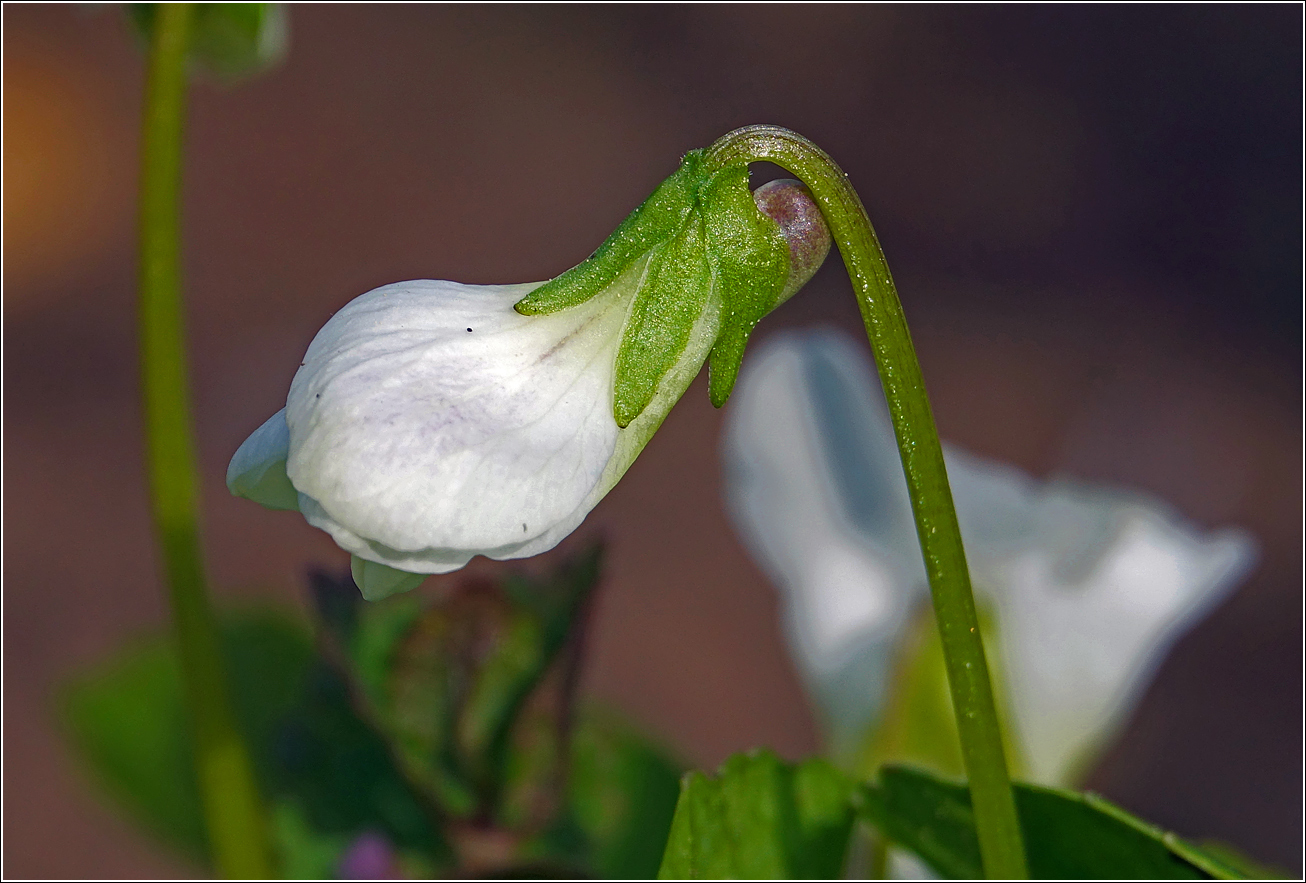 Image of Viola sororia specimen.