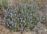 Veronica capsellicarpa