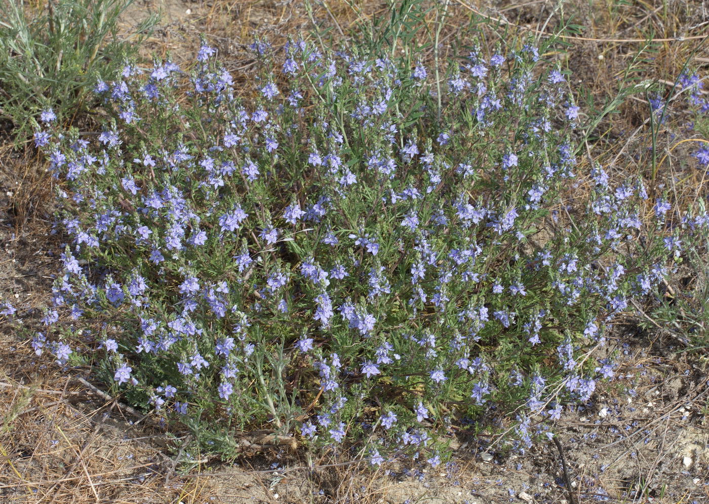 Изображение особи Veronica capsellicarpa.