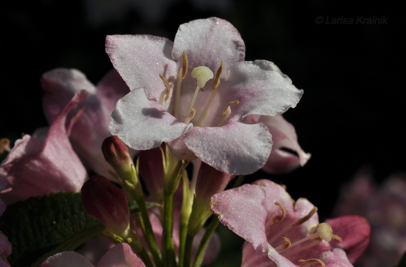 Image of Weigela floribunda specimen.