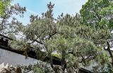 Pinus tabuliformis