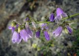 род Campanula. Соцветие. Абхазия, окр. г. Новый Афон, Иверская гора, олуговелый каменистый склон. 12.06.2025.