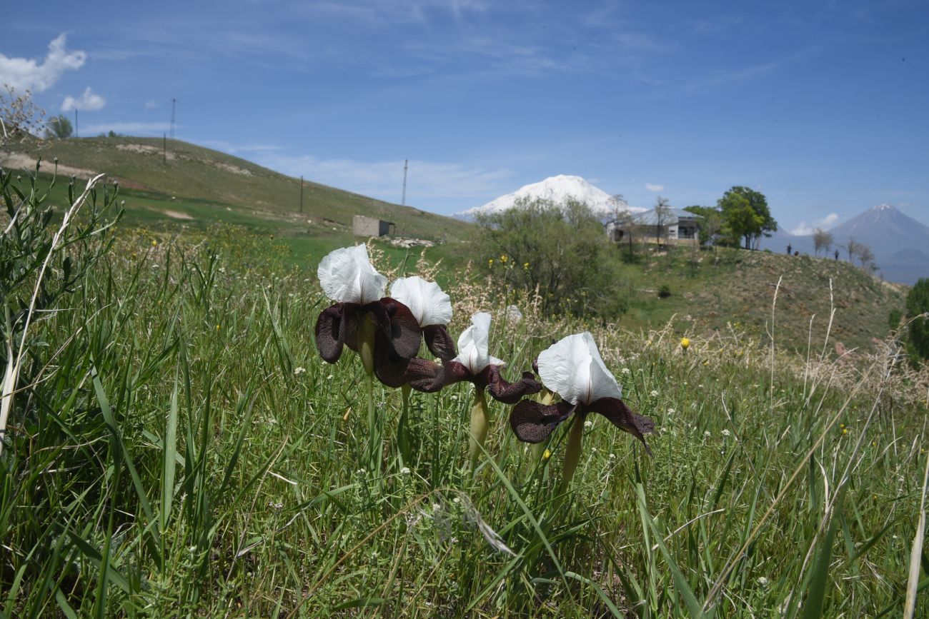 Изображение особи Iris elegantissima.