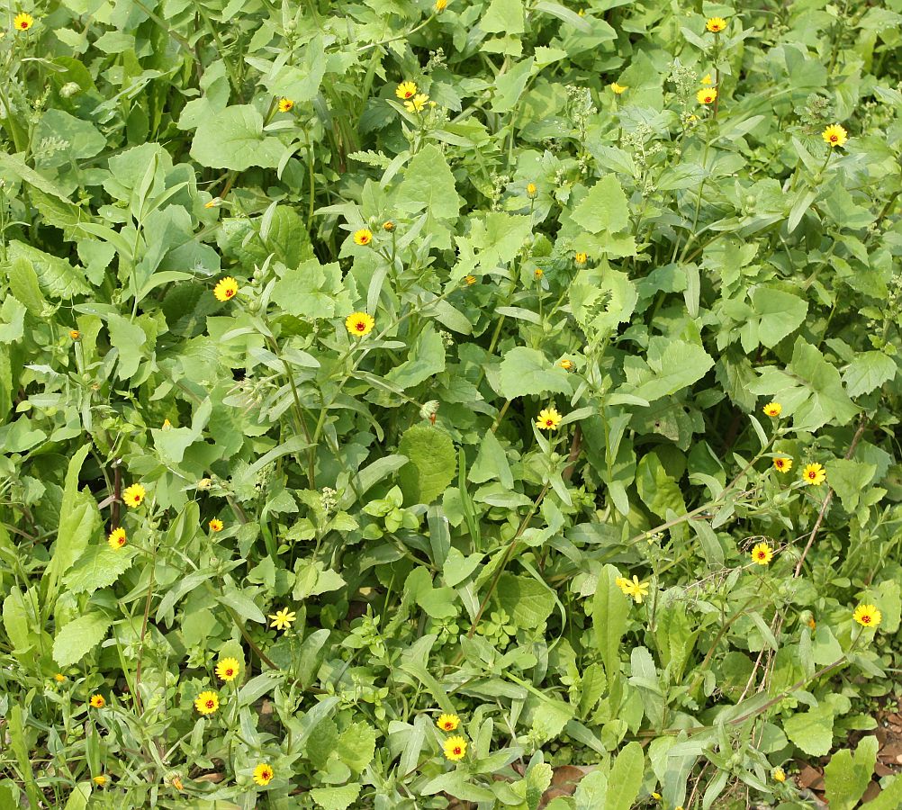 Image of Calendula arvensis specimen.