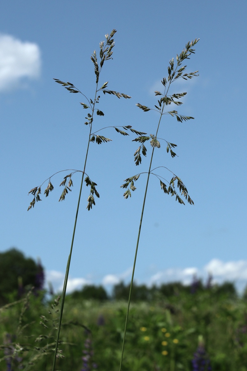Image of Poa angustifolia specimen.