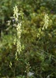 Aconitum kirinense