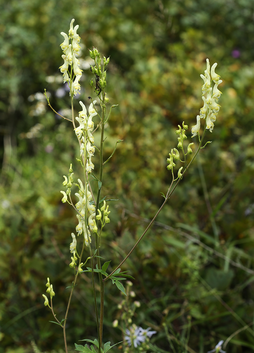Изображение особи Aconitum kirinense.