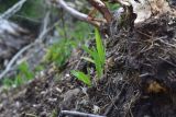 Allium victorialis. Молодые растения. Кабардино-Балкария, Эльбрусский р-н, западный склон горы Донгуз-Орун-Гитче-Кара-Баши, выс 2250 м н.у.м. 17 июня 2025 г.