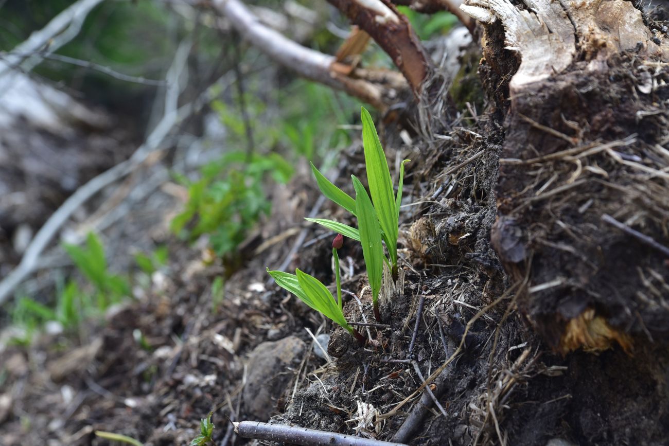 Image of Allium victorialis specimen.