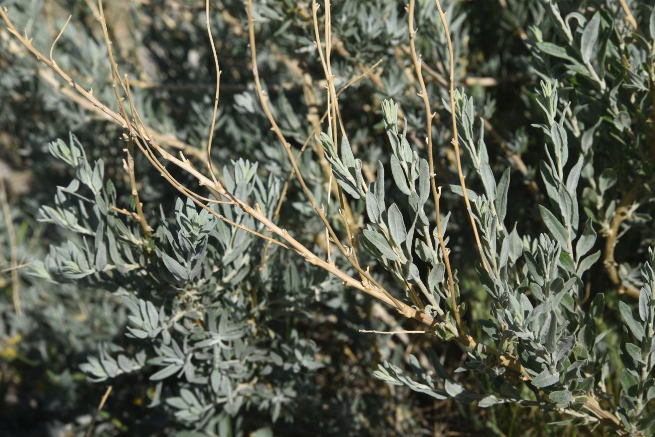 Изображение особи род Krascheninnikovia.