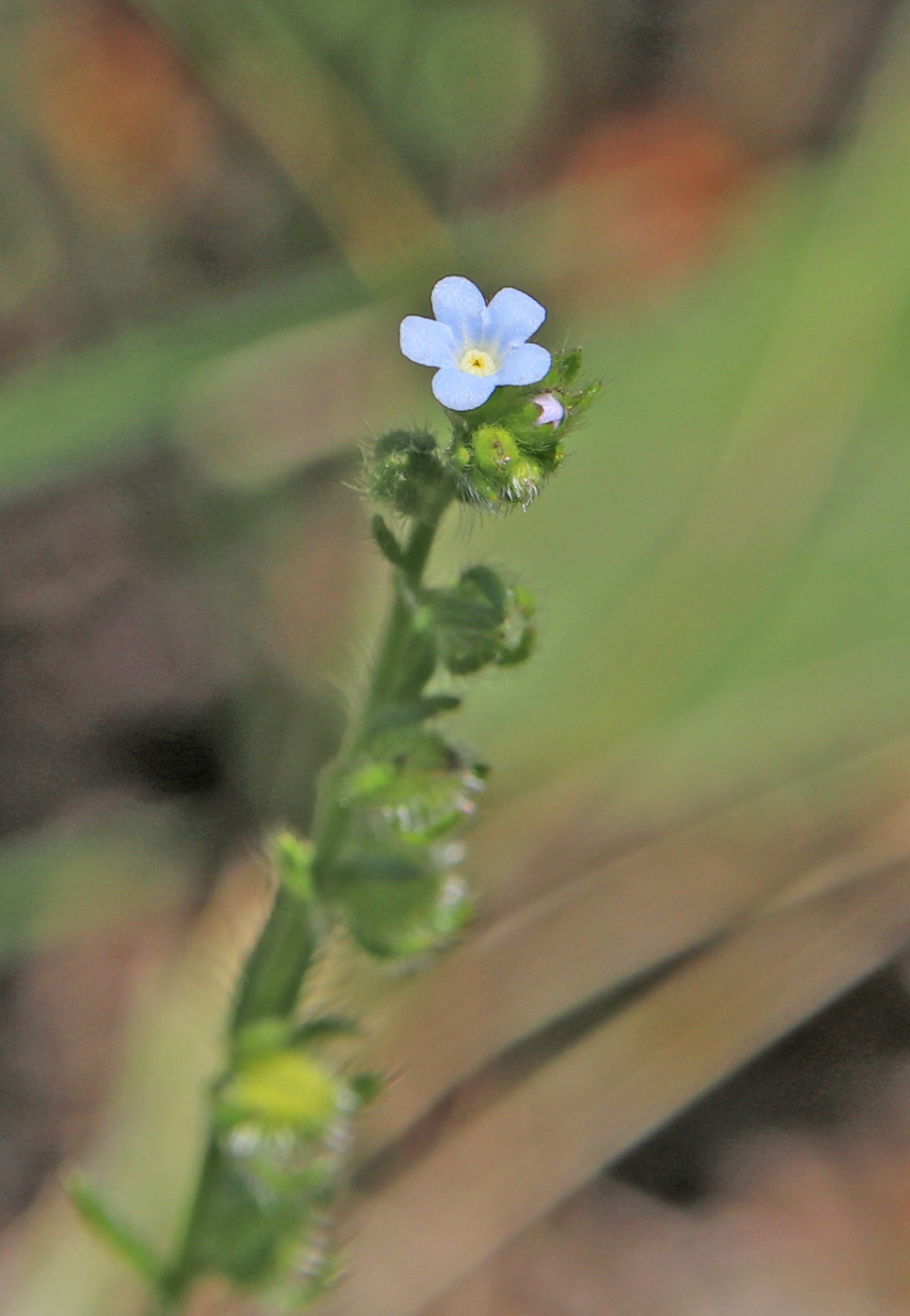 Изображение особи Hackelia deflexa.