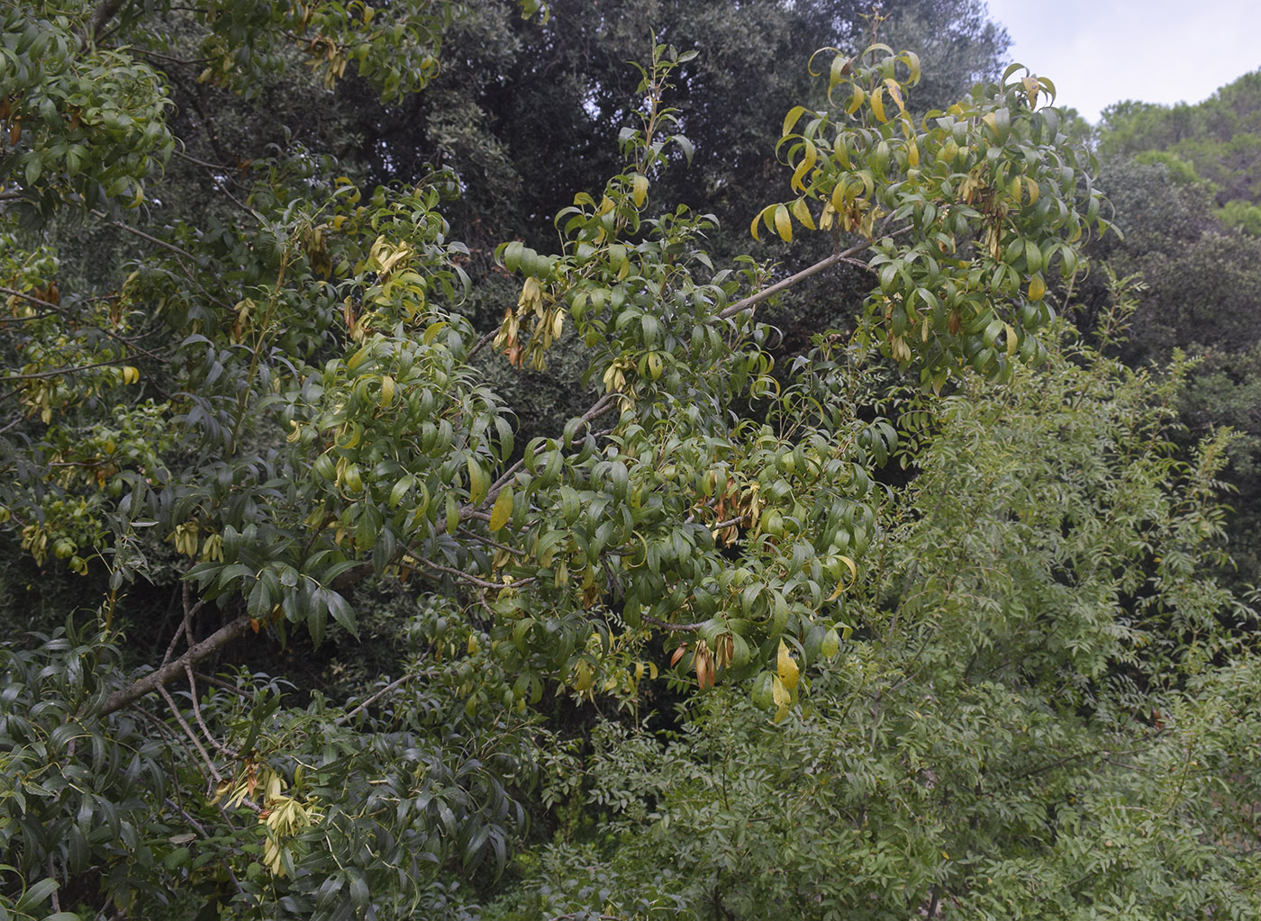 Image of genus Fraxinus specimen.