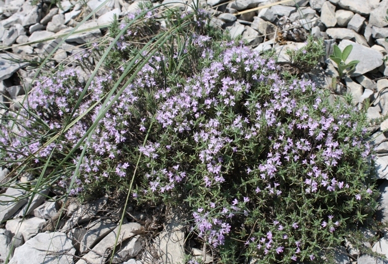 Изображение особи Thymus helendzhicus.