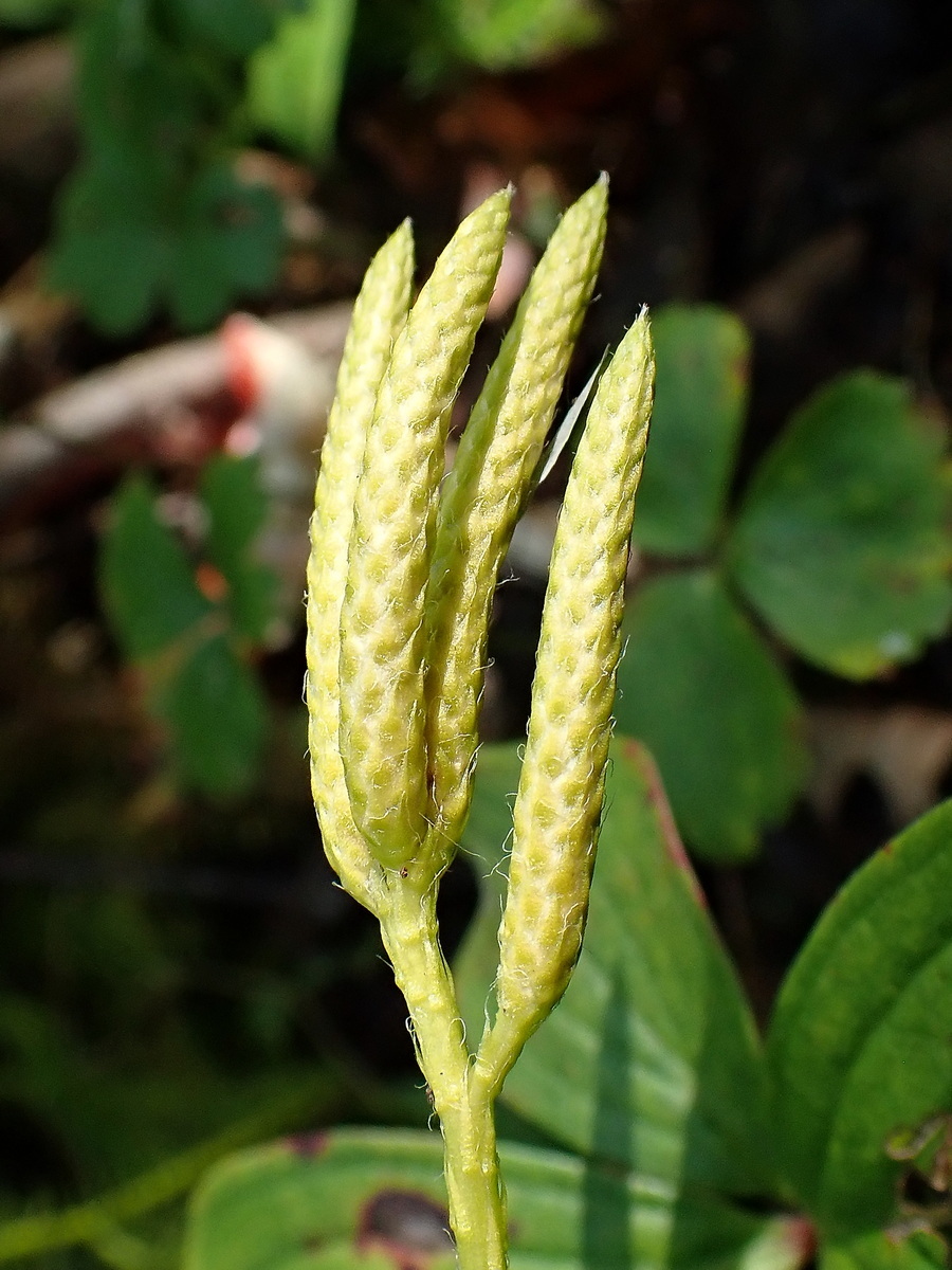 Image of Lycopodium clavatum specimen.