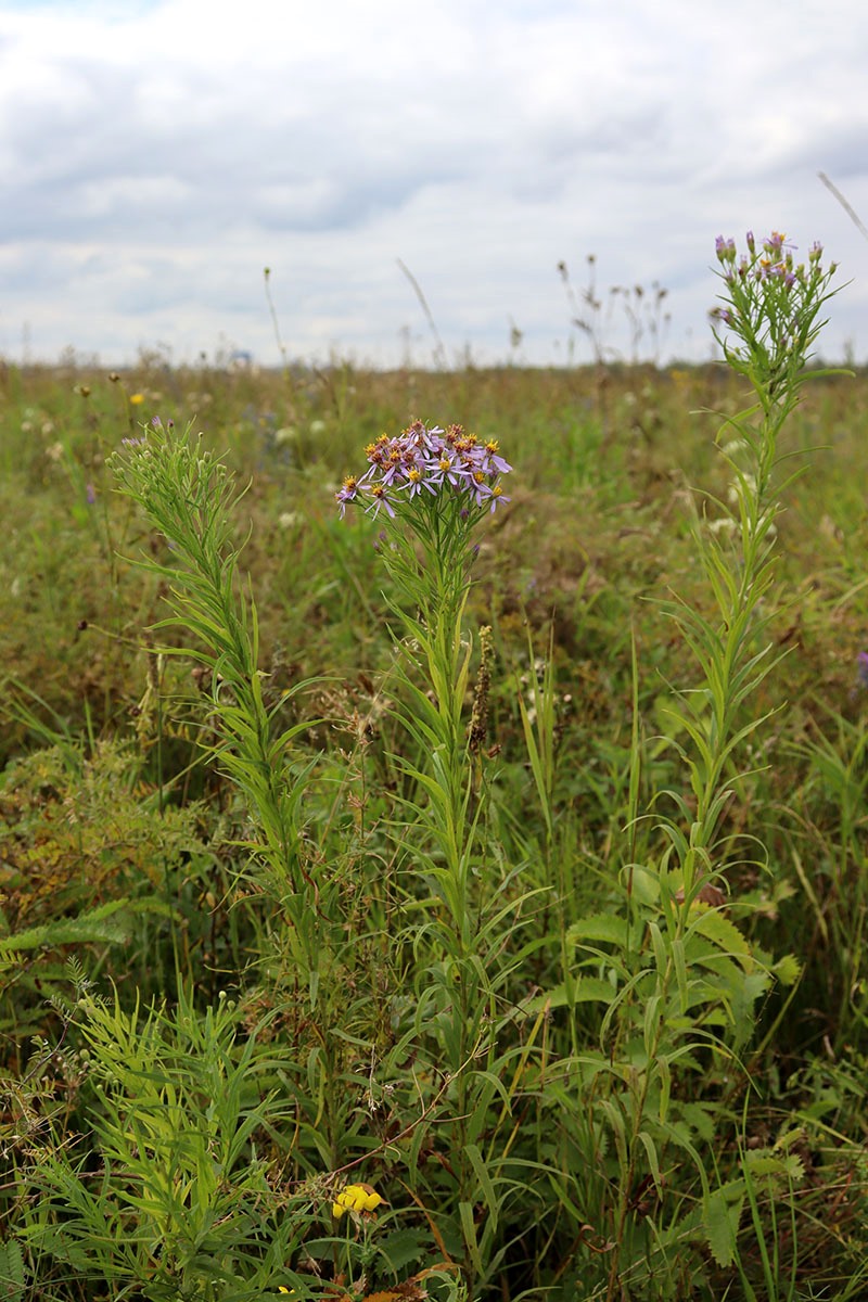 Изображение особи Galatella rossica.