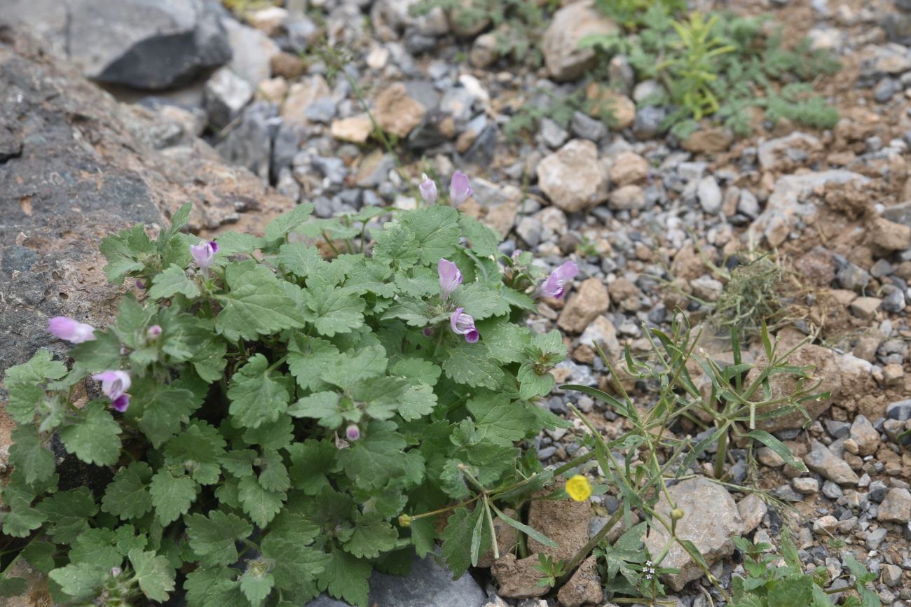Image of Lamium maculatum specimen.