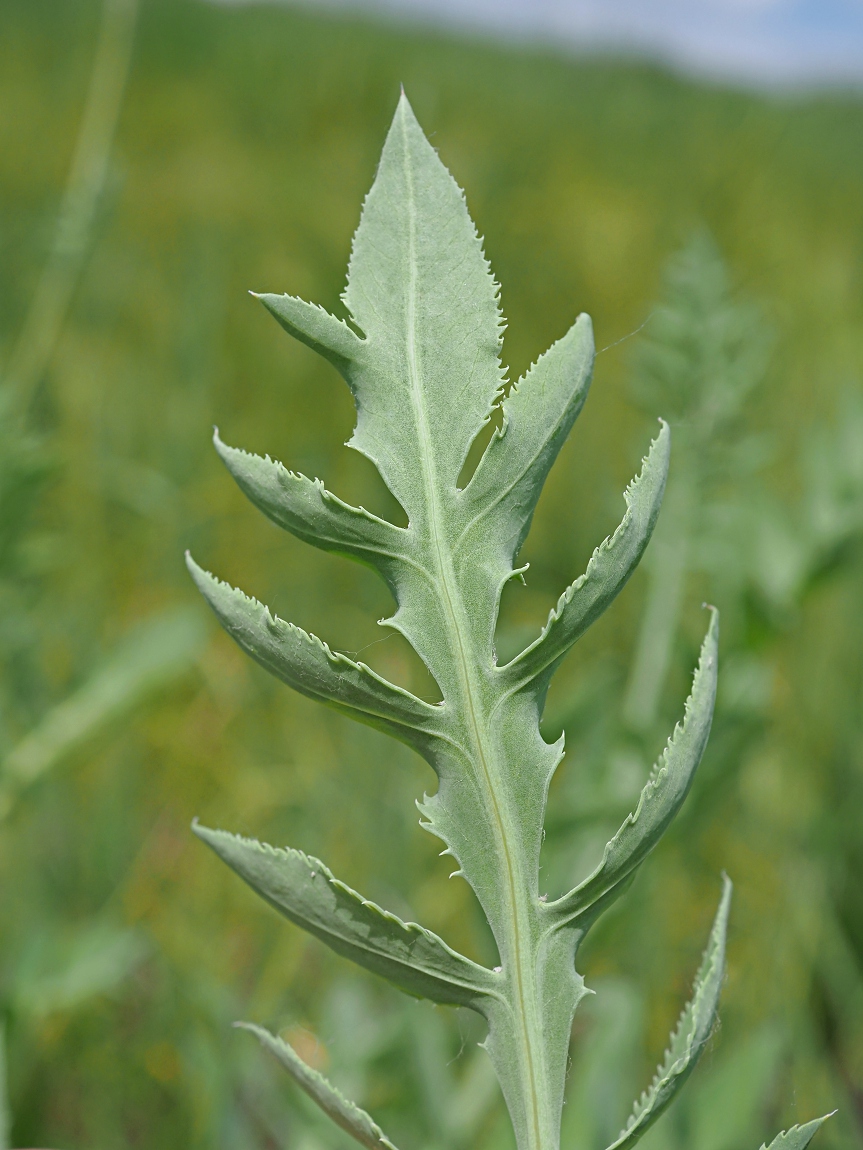 Image of Rhaponticoides ruthenica specimen.