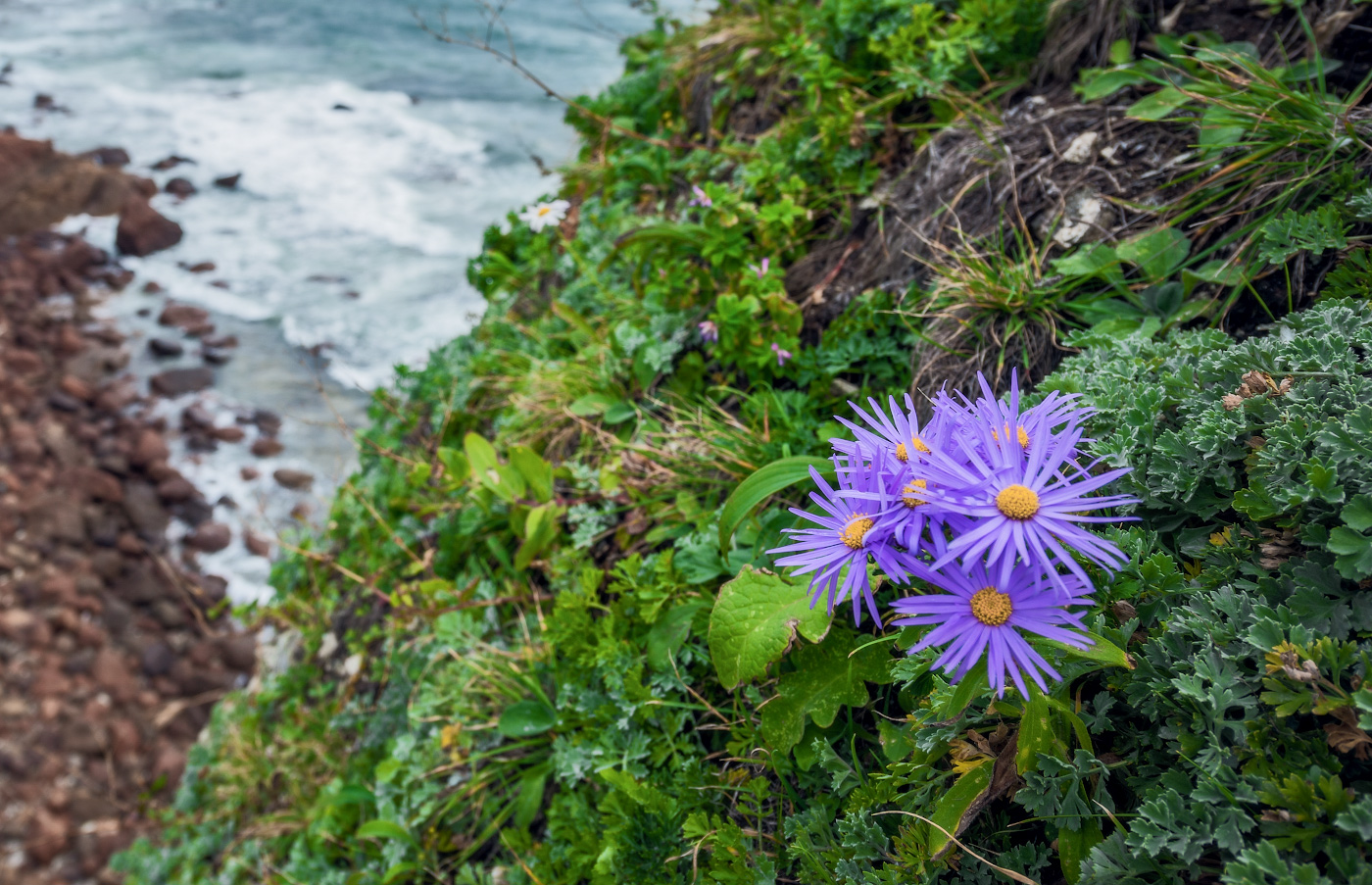 Изображение особи Heteropappus hispidus.