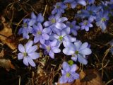 Hepatica nobilis. Цветки. Кишинёв, Ботанический сад МГУ, коллекция лекарственных растений, в культуре. 21.03.2017.
