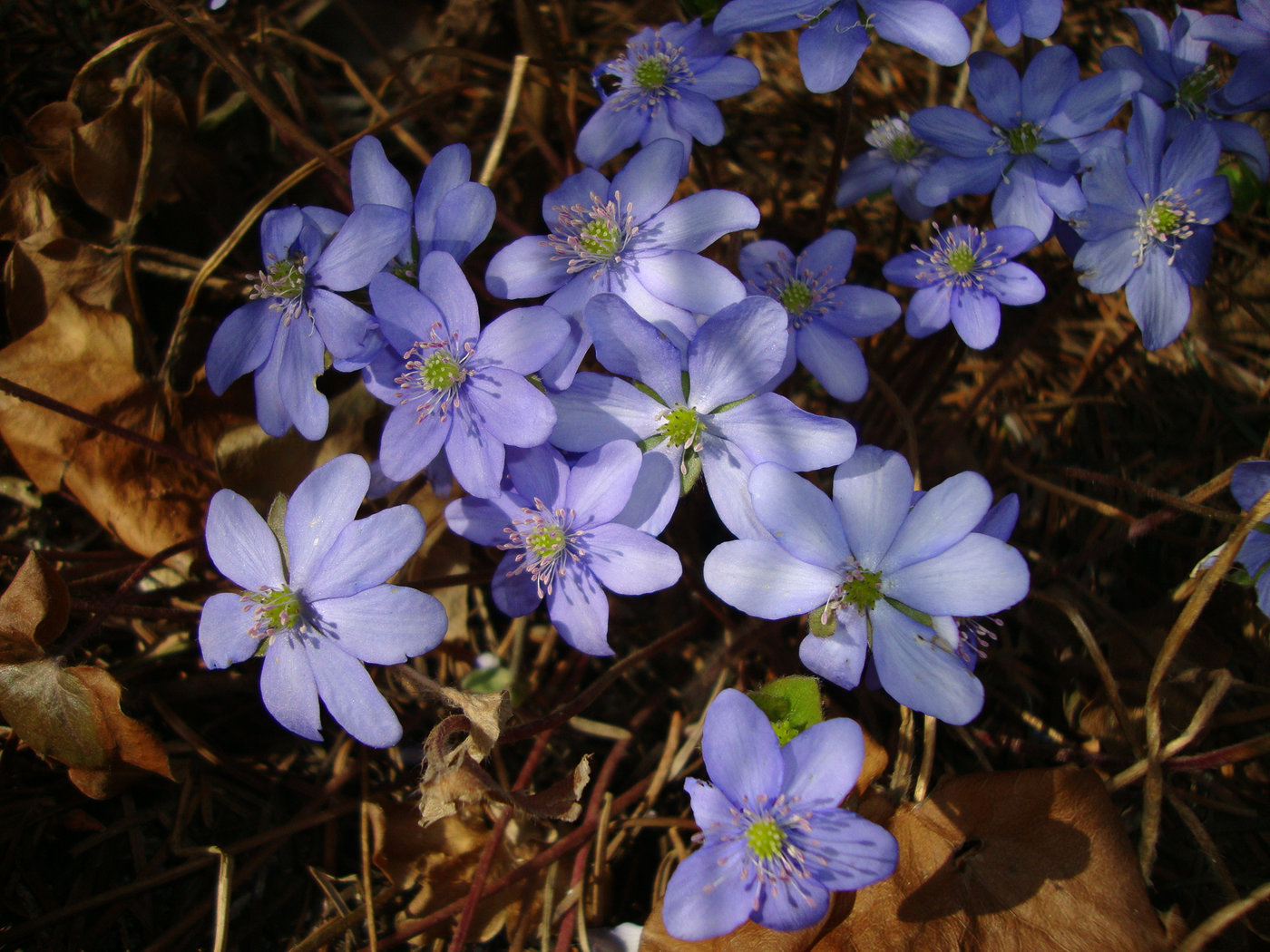 Изображение особи Hepatica nobilis.
