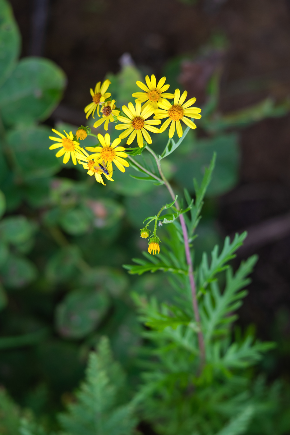 Изображение особи род Tephroseris.