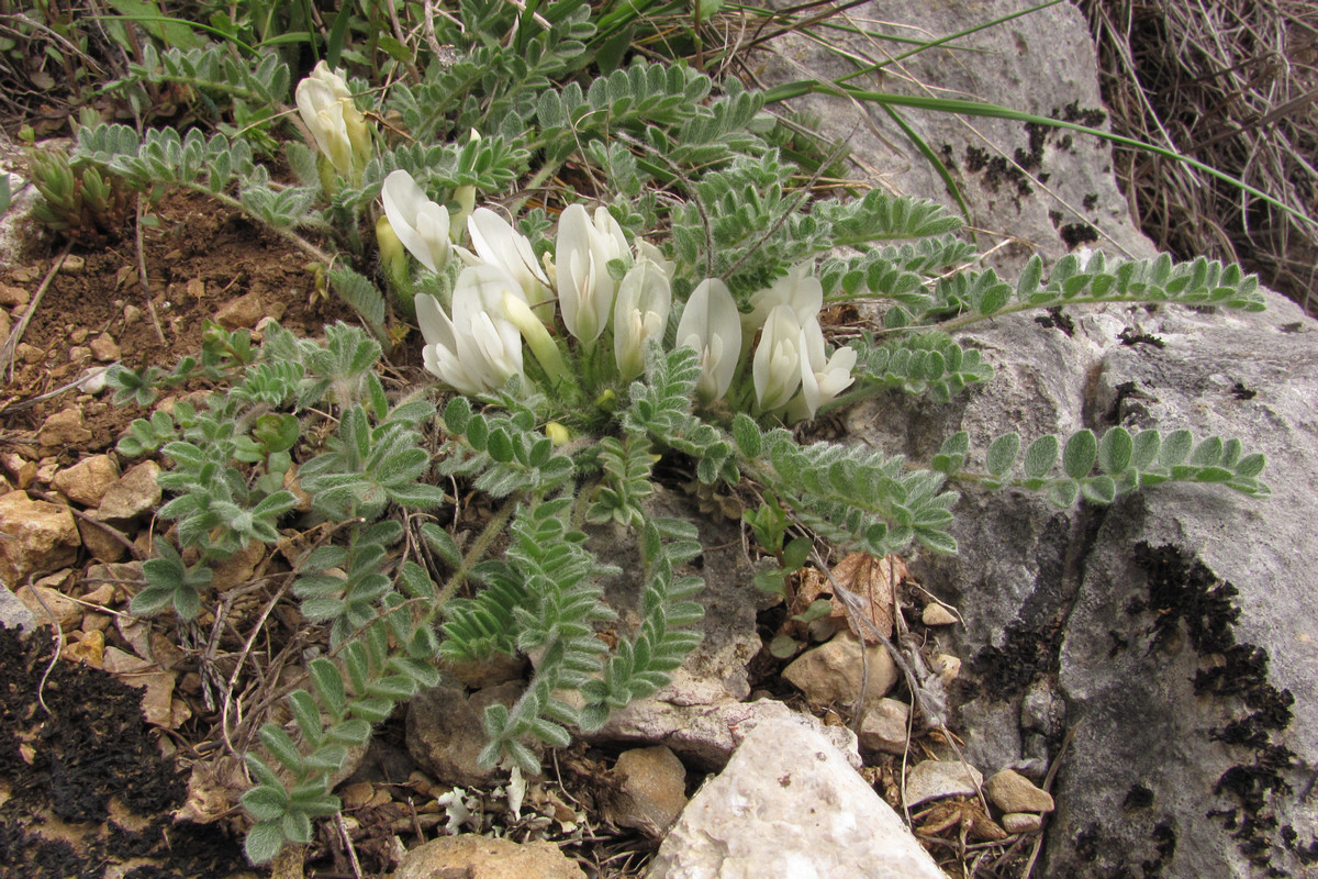 Изображение особи Astragalus rupifragus.