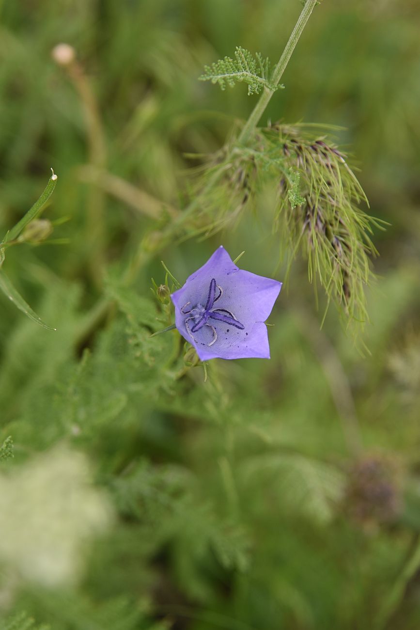 Image of Campanula stevenii specimen.