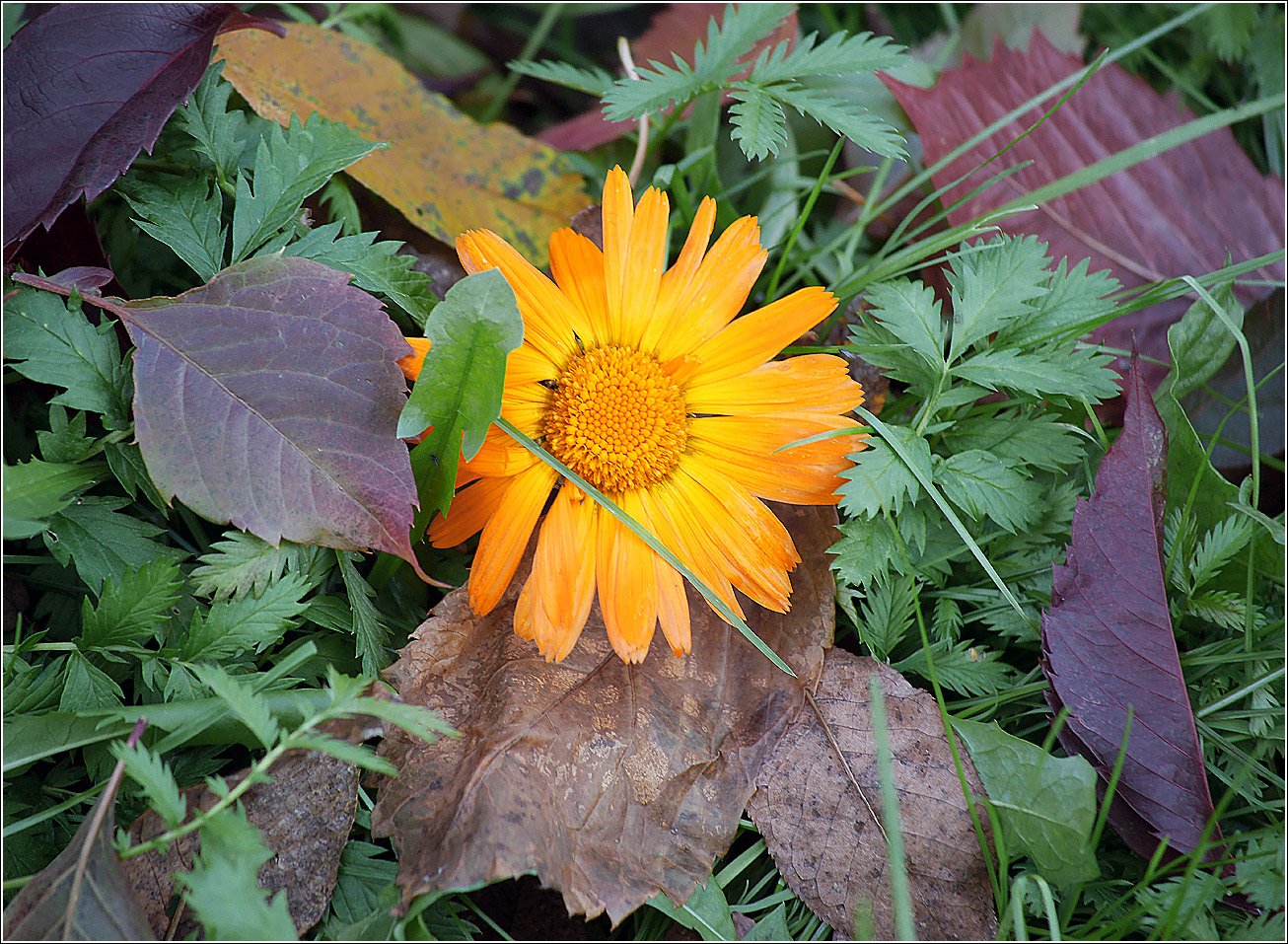 Изображение особи Calendula officinalis.