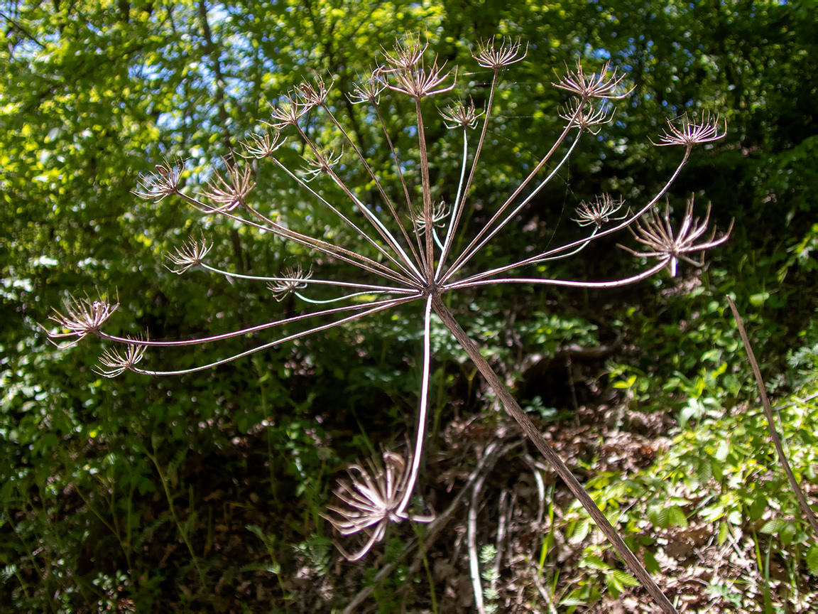 Image of Laser trilobum specimen.