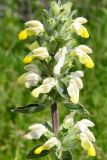 genus Phlomoides. Верхушка соцветия. Киргизия, г. Ош, Алайский хр., гора Сулейман-Тоо, выс. ≈ 1600 м н.у.м., задернованный склон с обнажениями глыбами серого кристаллического известняка. 1 мая 2025 г.
