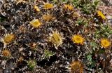Carlina hispanica. Верхушки побегов с соцветиями. Португалия, округ Лейрия, пос. Назаре, каменистый склон. 07.08.2025.