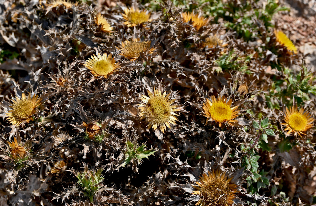 Изображение особи Carlina hispanica.