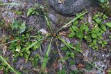 Scorzoneroides autumnalis
