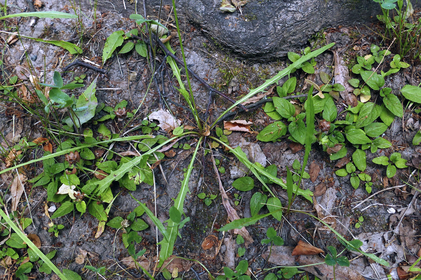 Image of Scorzoneroides autumnalis specimen.