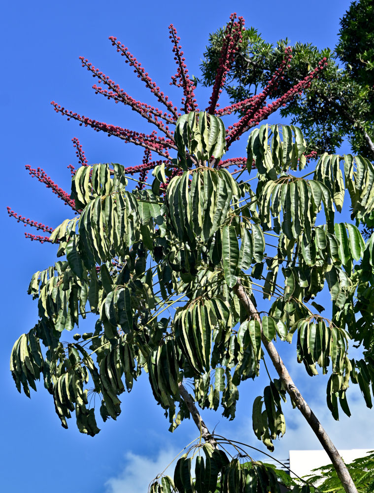 Изображение особи Heptapleurum actinophyllum.