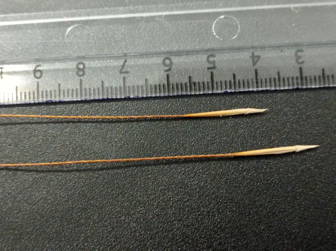 Image of genus Stipa specimen.