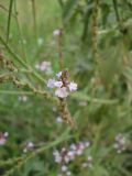 Verbena officinalis