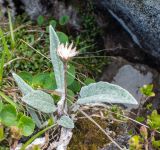 Saussurea vyschinii
