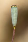 Papaver dubium. Плод. Ростовская обл., Неклиновский р-н, окр. хут. Мержаново, песчано-каменистый берег. 31.05.2026.