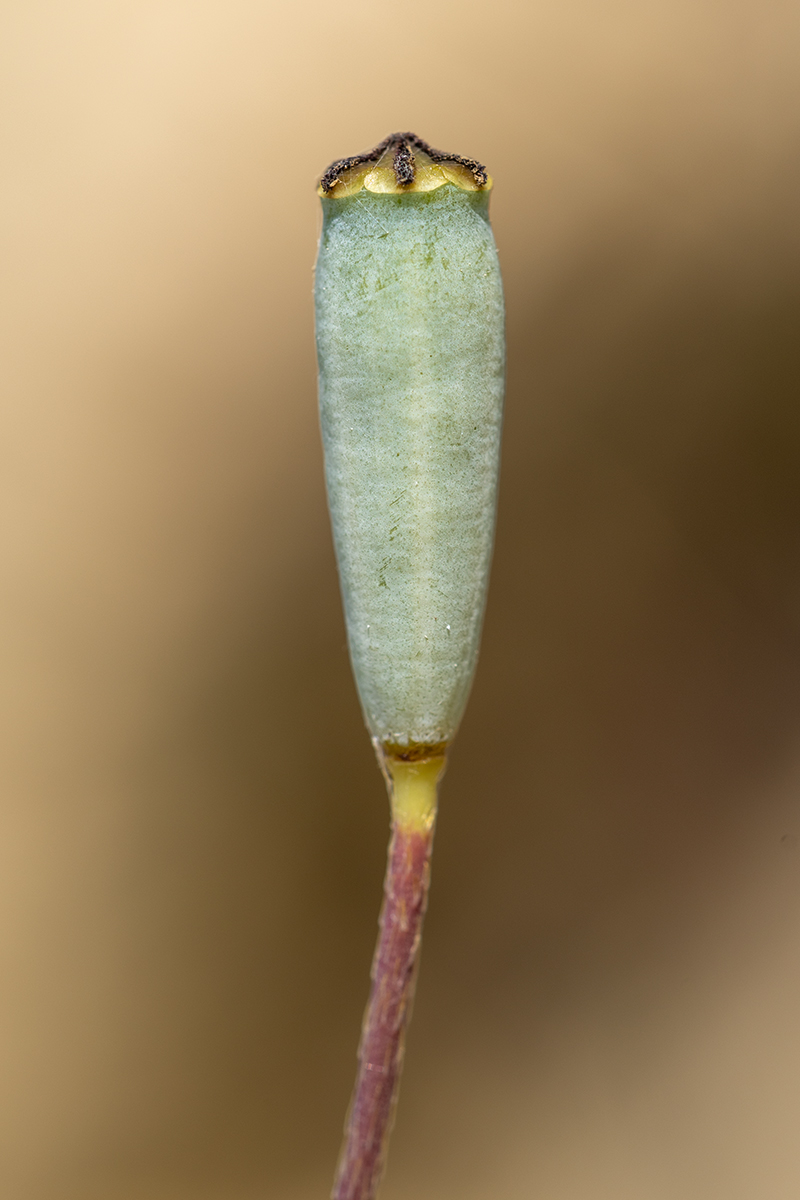 Изображение особи Papaver dubium.