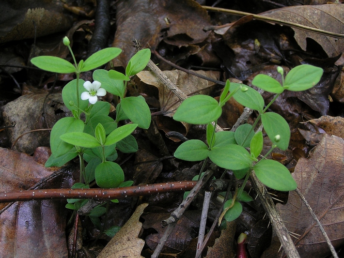 Image of Moehringia lateriflora specimen.