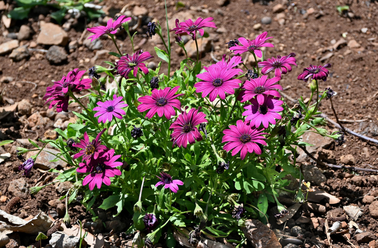 Изображение особи Dimorphotheca ecklonis.