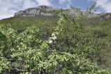 Pyrus elaeagrifolia. Верхушка цветущего растения. Крым, Караби-яйла, ур. Чигенитра, поляна. 16.05.2026.