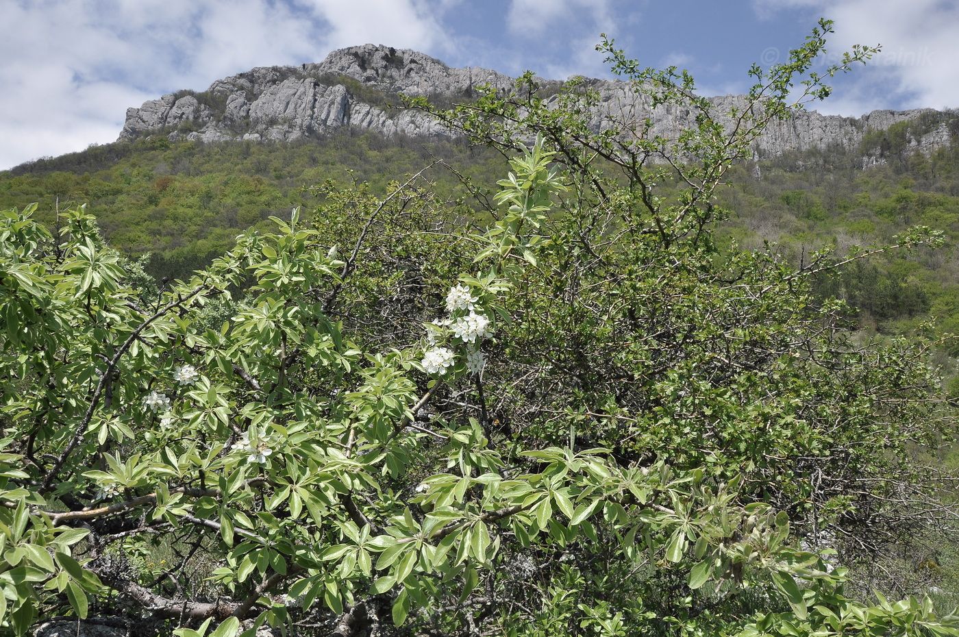 Изображение особи Pyrus elaeagrifolia.